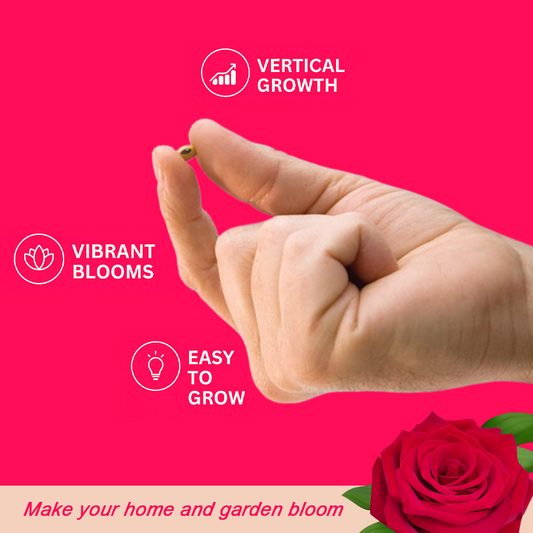 AanganBloom™ - Climbing Rose Seeds