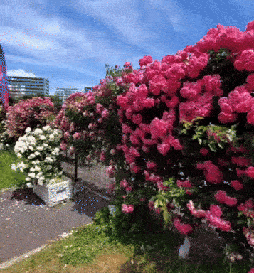 AanganBloom™ Rose Seeds